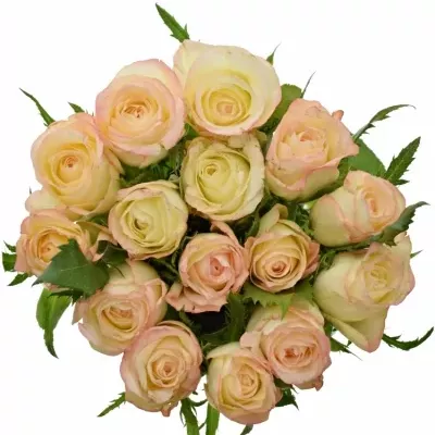 Kytice 15 krémových růží MARILYN 50cm