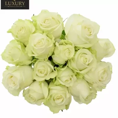 Kytice 15 luxusních růží ADALONIA 50cm