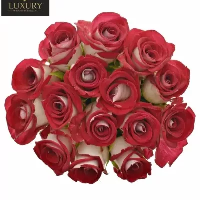 Kytice 15 luxusních růží BLUEZ  50cm