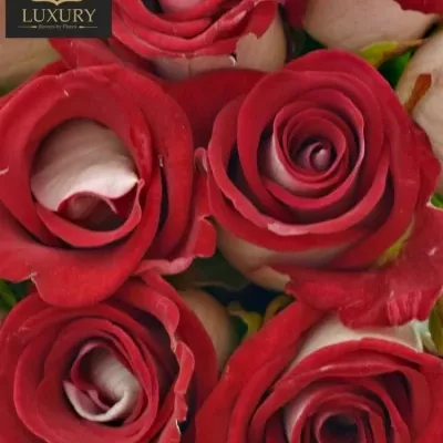 Kytice 15 luxusních růží BLUEZ  50cm