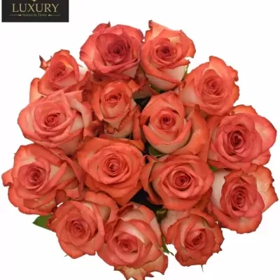 Kytice 15 luxusních růží BLUSH 70cm