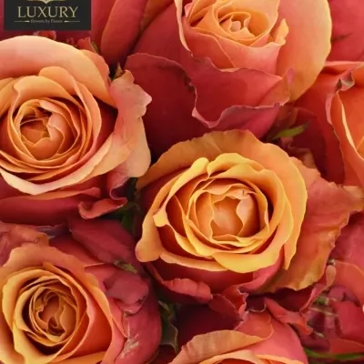 Kytice 15 luxusních růží CHERRY BRANDY 70cm