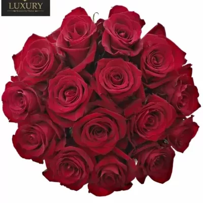 Kytica 15 luxusných ruží EVER RED 80cm