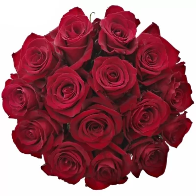 Jednodruhová kytice 15 červených růží EVER RED 50 cm