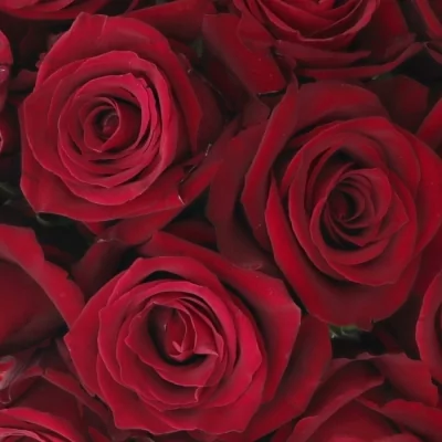 Kytice 15 luxusních růží EVER RED