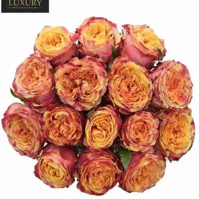 Kytice 15 luxusních růží HURRICANE 70cm