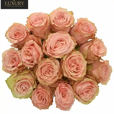 Kytice 15 luxusních růží KAWA+ 70cm