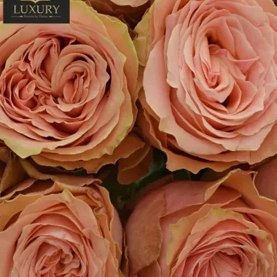Kytice 15 luxusních růží KAWA+