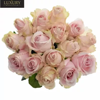 Kytice 15 luxusních růží PINK AVALANCHE+
