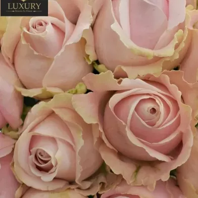 Kytice 15 luxusních růží PINK AVALANCHE+