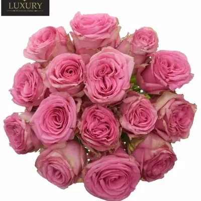 Kytice 15 luxusních růží PINK TORRENT 70cm