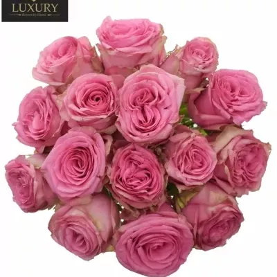 Kytica 15 luxusných ruží PINK TORRENT 50cm