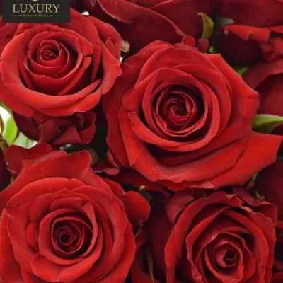 Kytica 15 luxusných ruží RED EAGLE 60cm