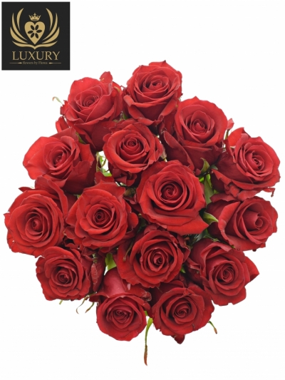 Kytice 15 luxusních růží RED EAGLE 90cm