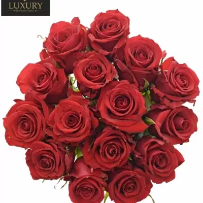 Kytice 15 luxusních růží RED EAGLE 50cm