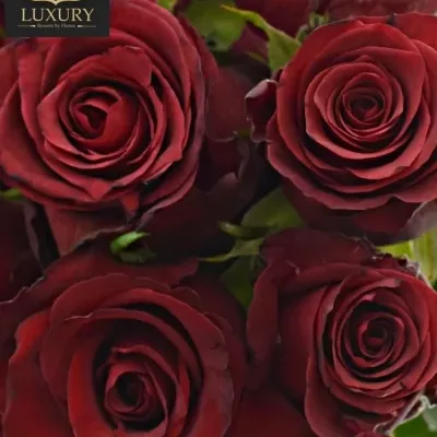 Kytice 15 luxusních růží RED LION 60cm