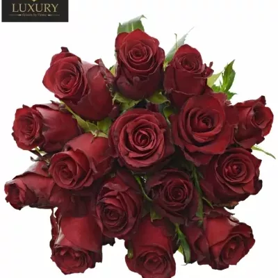Kytice 15 luxusních růží RED LION 80cm