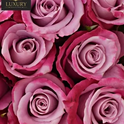 Kytice 15 luxusních růží ROCKFIRE 50cm
