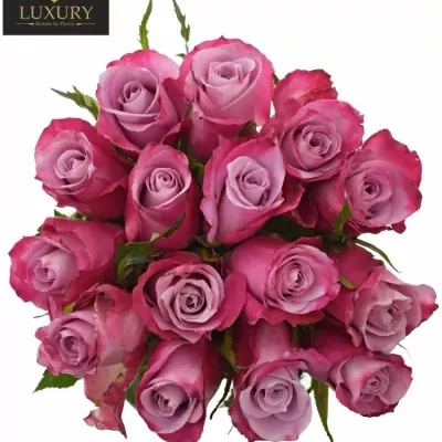 Kytice 15 luxusních růží ROCKFIRE 90cm