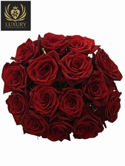 Kytice 15 luxusních růží TESTAROSSA 60cm