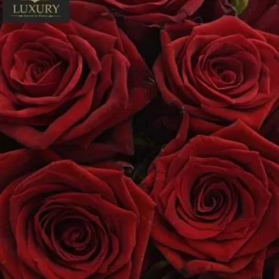Kytice 15 luxusních růží TESTAROSSA