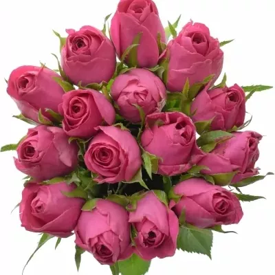 Kytice 15 malinových růží ADAMMA 50cm