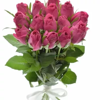 Kytice 15 malinových růží ADAMMA 40cm