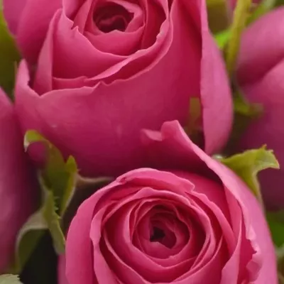 Kytice 15 malinových růží ADAMMA 40cm