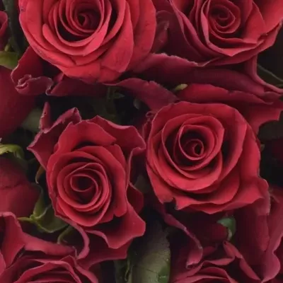 Kytice 15 malinových růží Red Tacazzi+