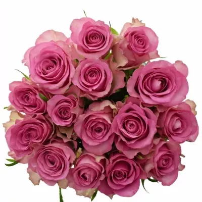 Kytice 15 malinových růží ROYAL JEWEL 50cm