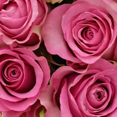 Kytice 15 malinových růží ROYAL JEWEL 50cm