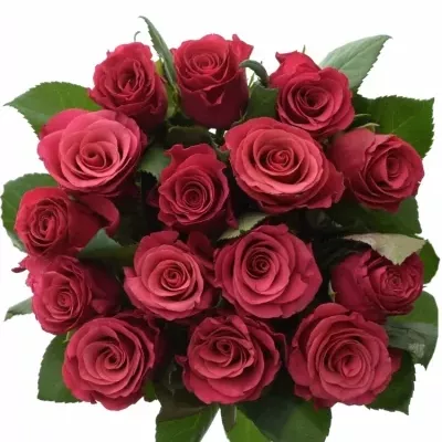 Jednodruhová kytice 15 fialových růží TACAZZI 50 cm