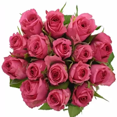 Kytice 15 malinových růží TENGA VENGA 55cm