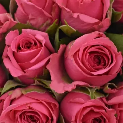 Kytice 15 malinových růží TENGA VENGA 40cm