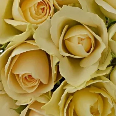 Kytice 15 meruňkových růží ANGELA 40cm