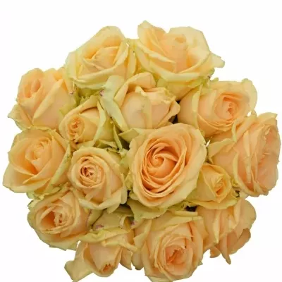 Kytice 15 meruňkových růží AVALANCHE PEACH+ 60cm