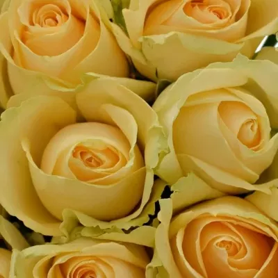 Kytice 15 meruňkových růží MAGIC AVALANCHE 40cm 