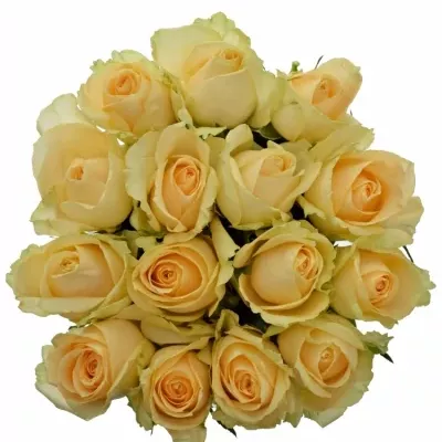 Jednodruhová kytice 15 oranžových růží MAGIC AVALANCHE 70 cm