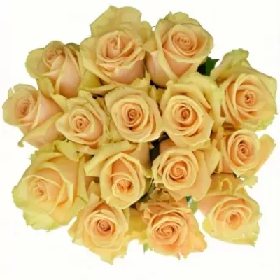 Kytice 15 meruňkových růží PEACH TACAZZI 50cm