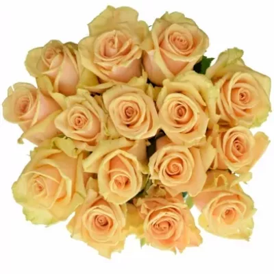 Kytice 15 meruňkových růží PRIMA DONNA 70cm