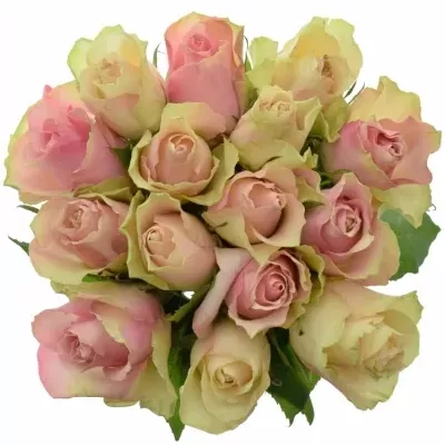 Míchaná kytice 15 vícebarevných růží AHAB 40 cm