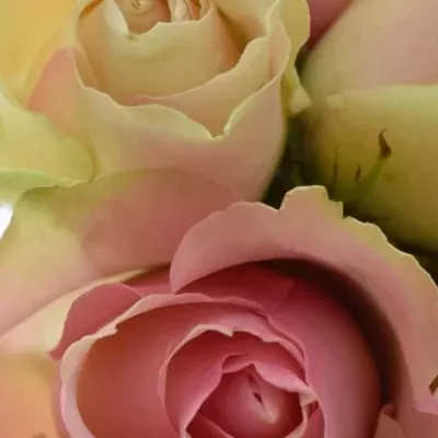 Kytice 15 míchaná AHAB 40cm