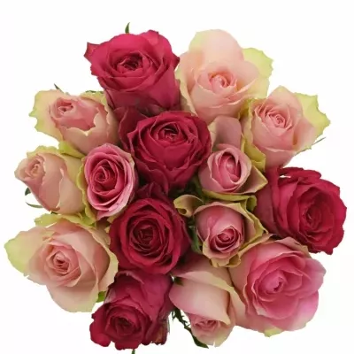 Míchaná kytice 15 vícebarevných růží ALHIVIA 70 cm