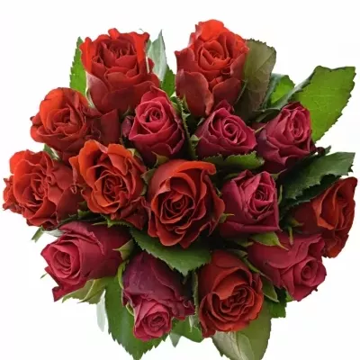 Míchaná kytice 15 vícebarevných růží DERRIE 70 cm