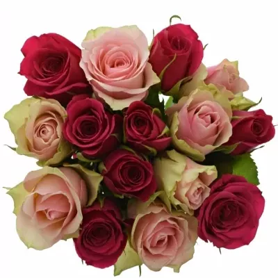 Míchaná kytice 15 vícebarevných růží LILA CANDRA 70 cm