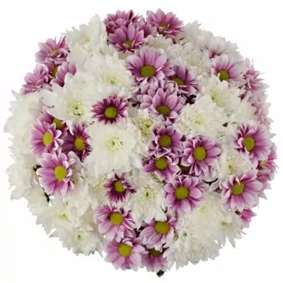 Kytice 15 míchaných chryzantém ADONA 40cm