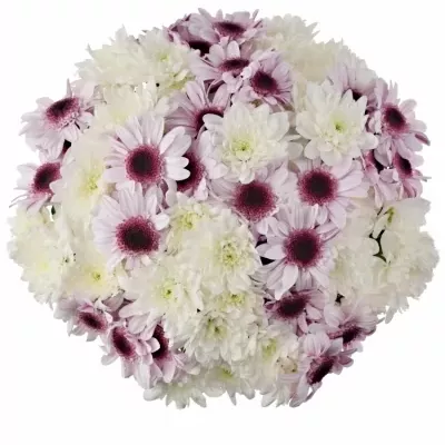 Míchaná kytice 15 vícebarevných chryzantém RAQUEL 60 cm