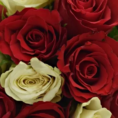 Kytice 15 míchaných růží AGATHA 60cm