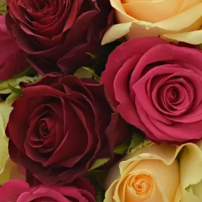 Kytice 15 míchaných růží AMALGITH