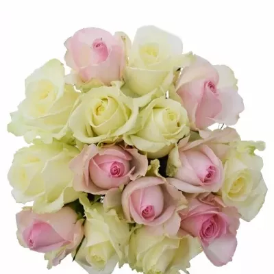 Míchaná kytice 15 vícebarevných růží AMELIA 50 cm